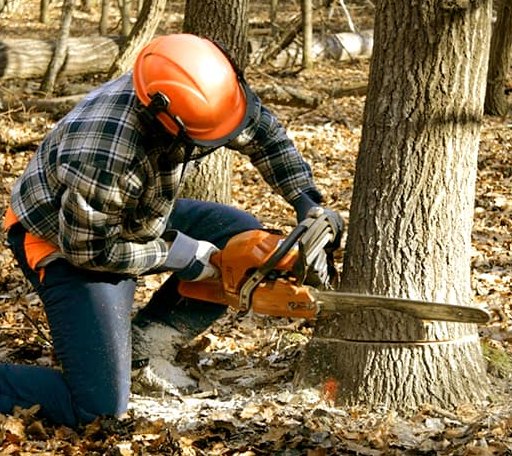 Tree Removal in Silver Lake, WI